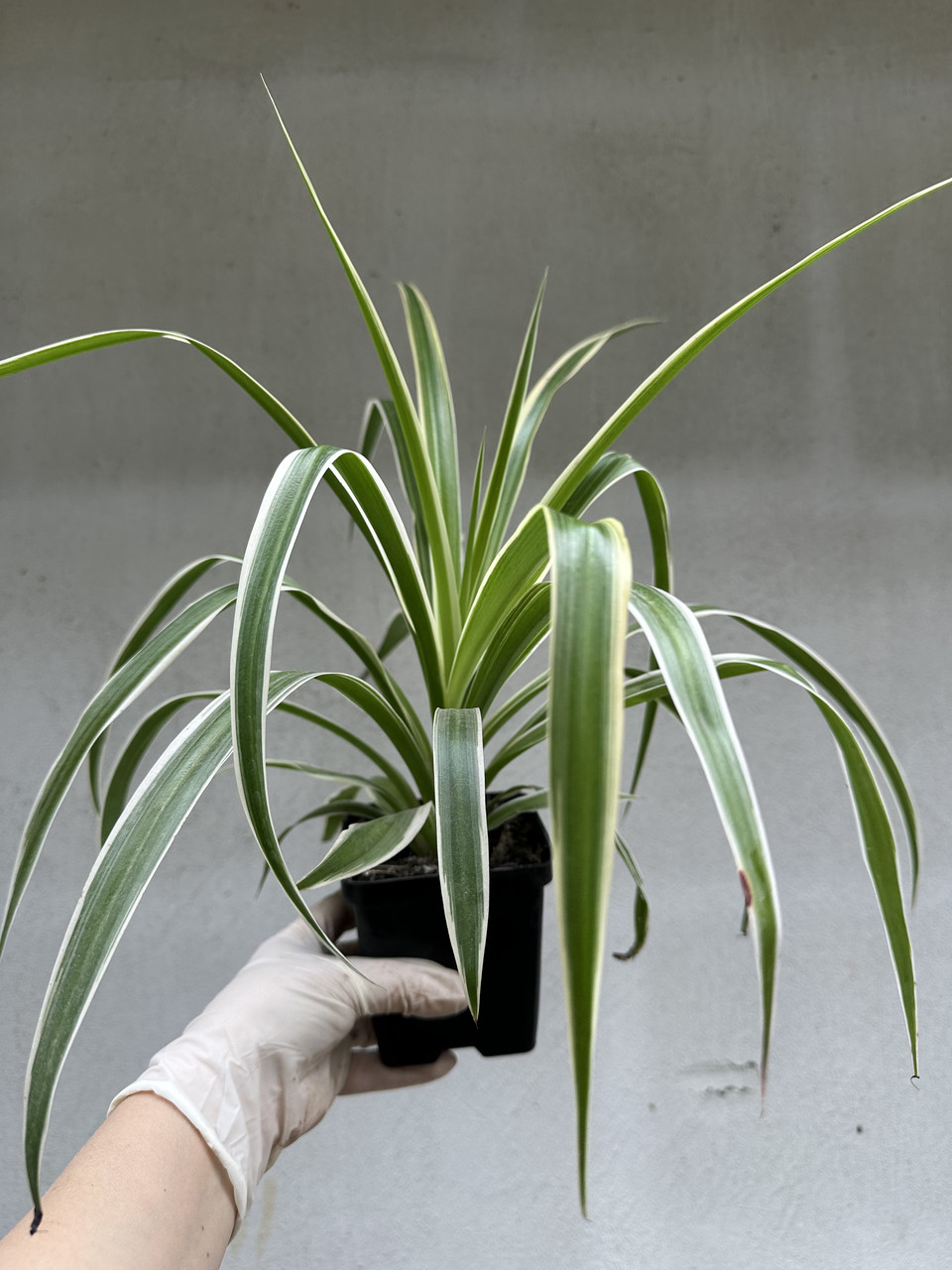 Хлорофитум Океан / Chlorophytum Ocean - Зображення 4