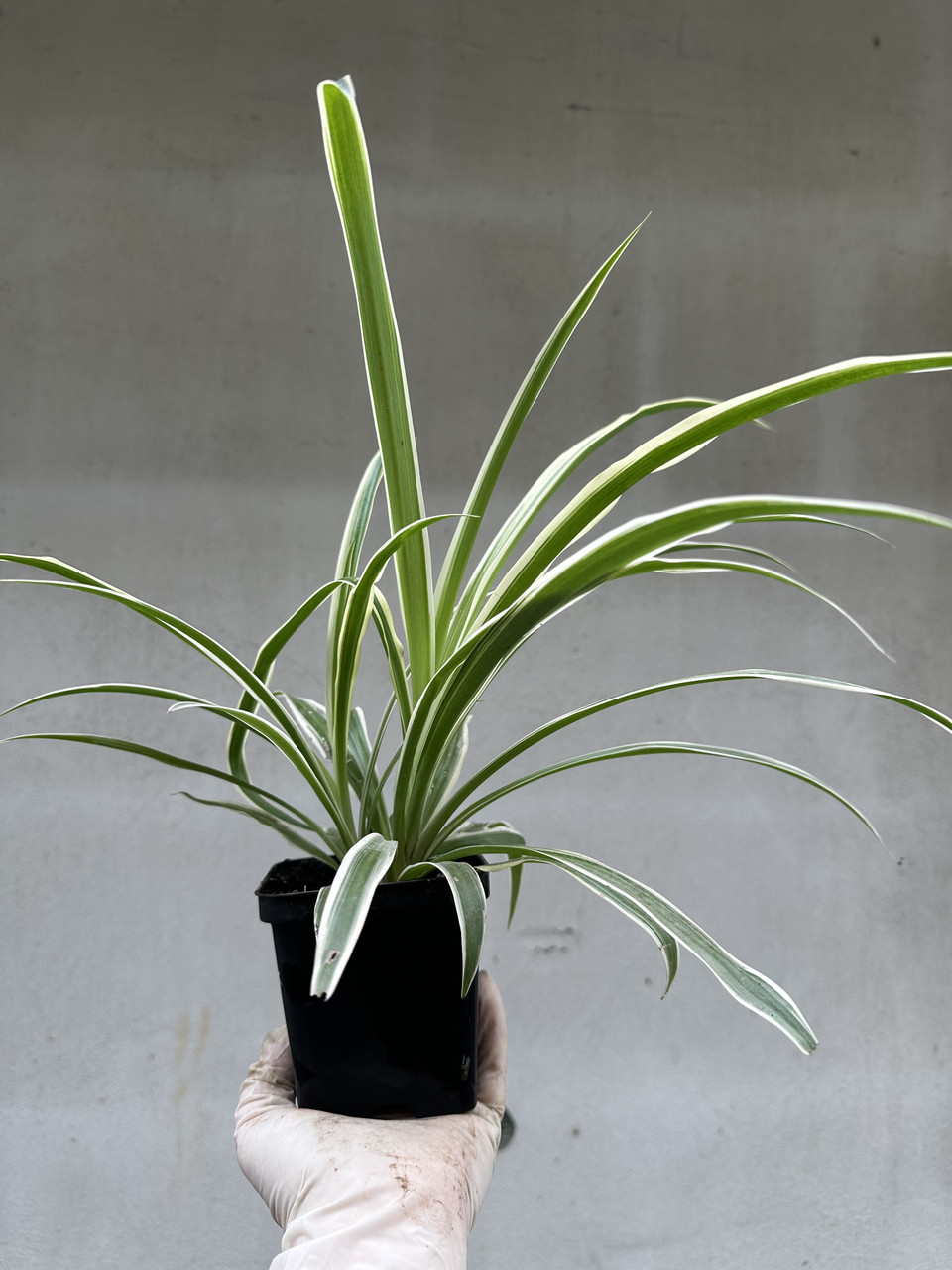 Хлорофитум Океан / Chlorophytum Ocean - Зображення 9