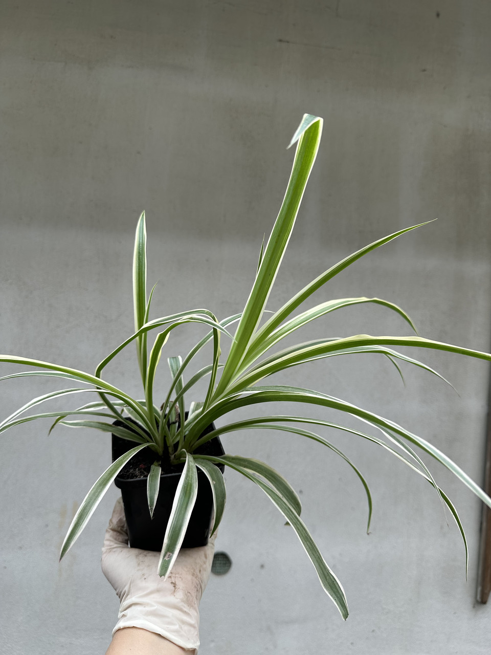 Хлорофитум Океан / Chlorophytum Ocean - Зображення 7