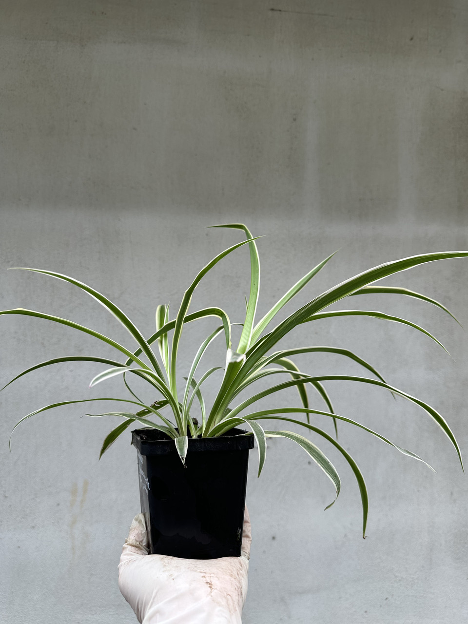 Хлорофитум Океан / Chlorophytum Ocean - Зображення 8