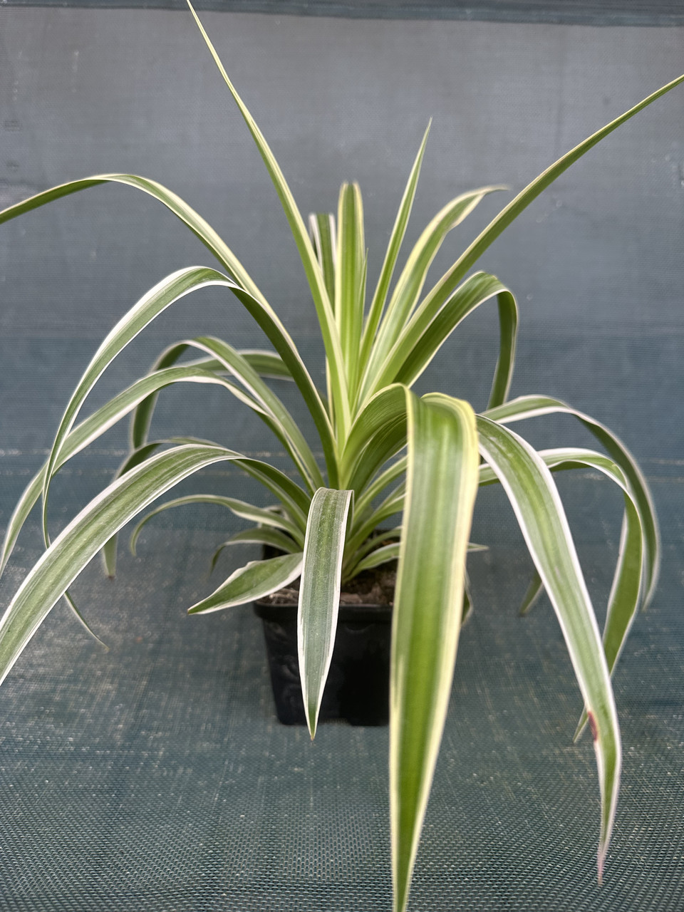 Хлорофитум Океан / Chlorophytum Ocean - Зображення 2