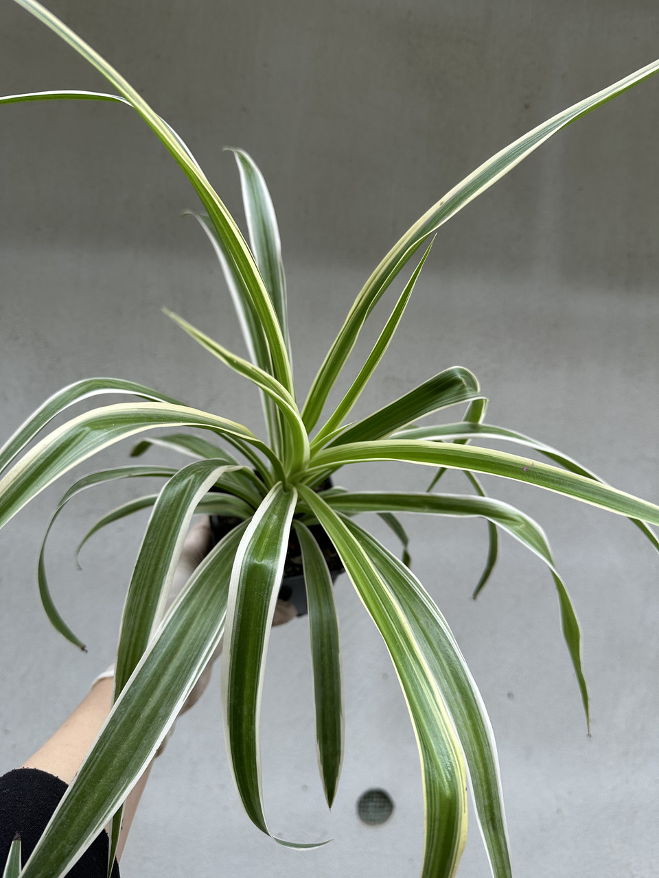 Хлорофитум Океан / Chlorophytum Ocean - Зображення 6