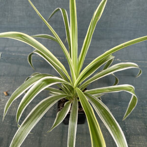 Хлорофитум Океан / Chlorophytum Ocean