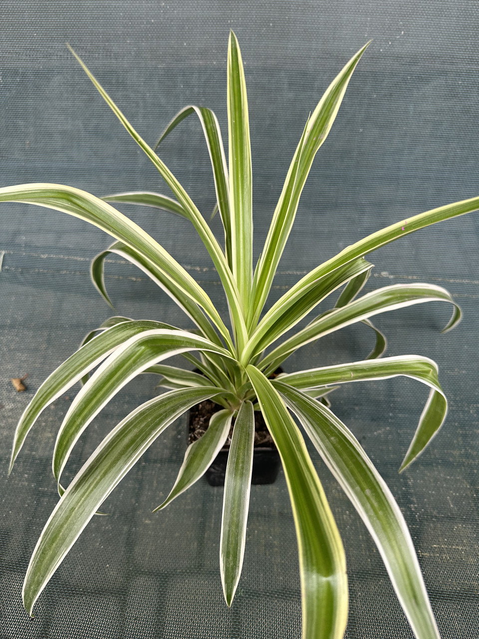 Хлорофитум Океан / Chlorophytum Ocean
