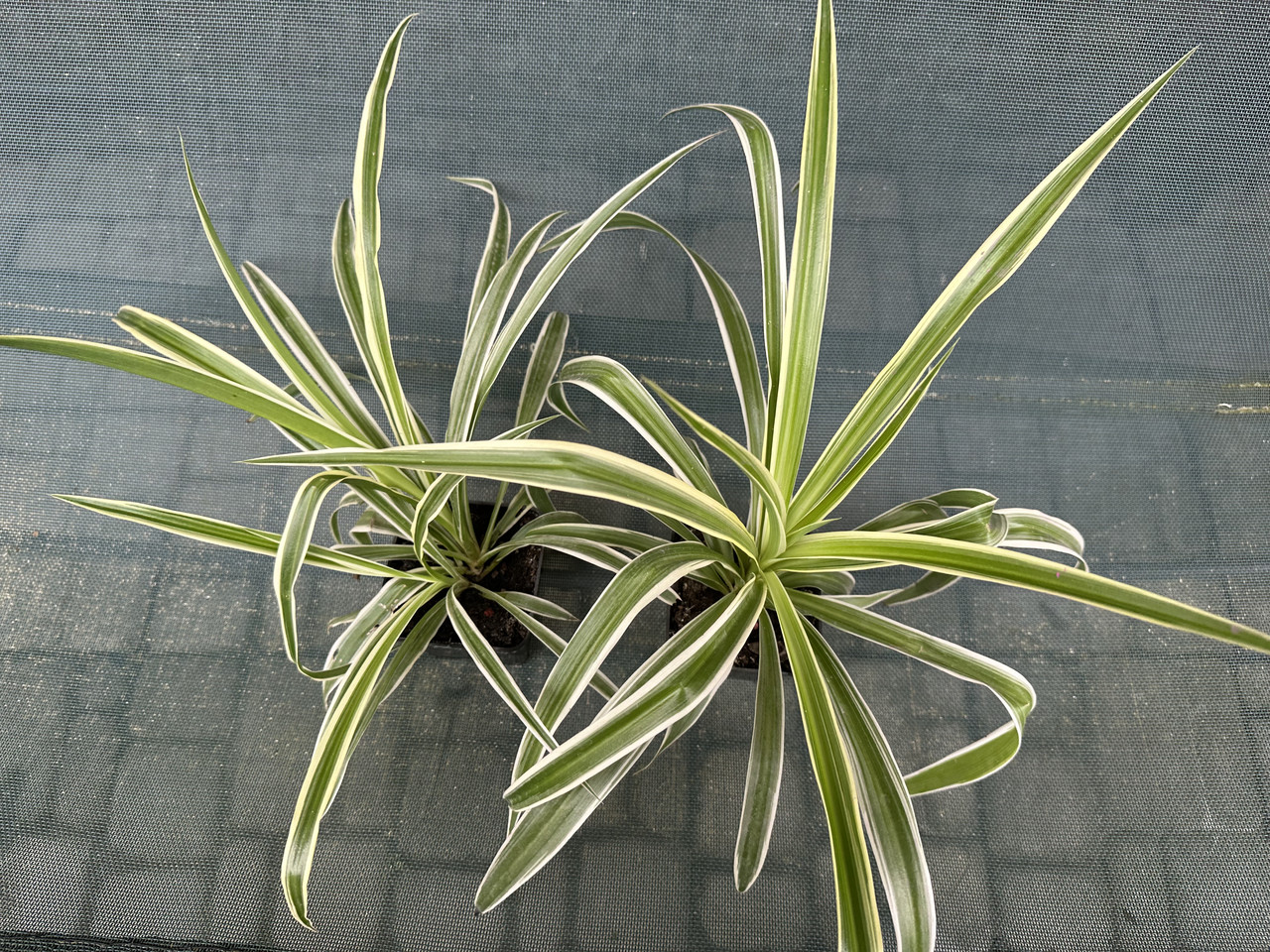 Хлорофитум Океан / Chlorophytum Ocean - Зображення 3