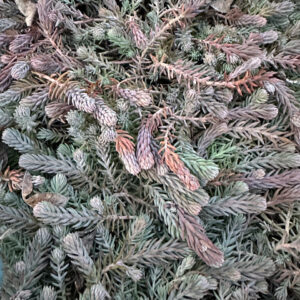 Седум скальный"Голубая елка"/ Sedum Blue sprus