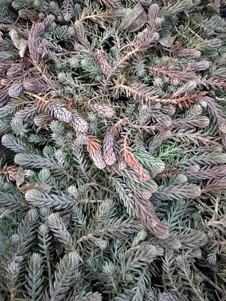 Седум скальный"Голубая елка"/ Sedum Blue sprus