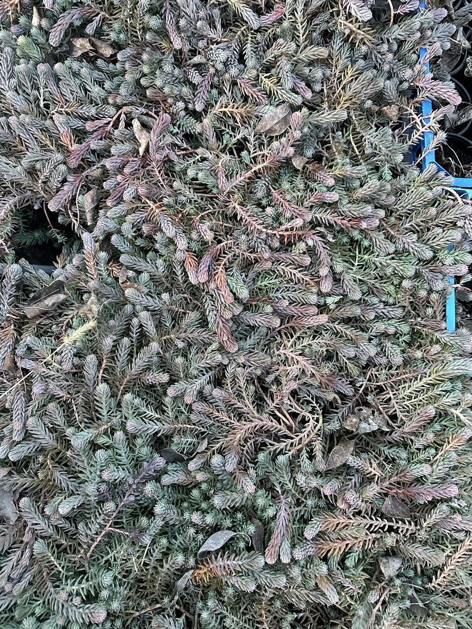 Седум скальный"Голубая елка"/ Sedum Blue sprus - Зображення 4