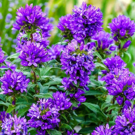 Колокольчик скученный синий/ Campanula glomerata - Зображення 7