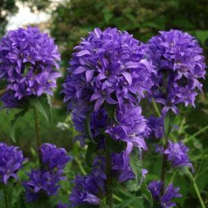 Колокольчик скученный синий/ Campanula glomerata