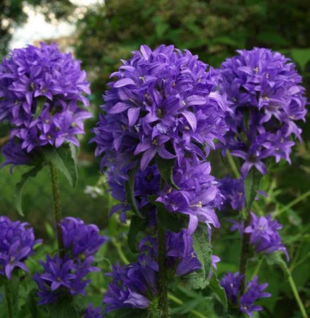Колокольчик скученный синий/ Campanula glomerata