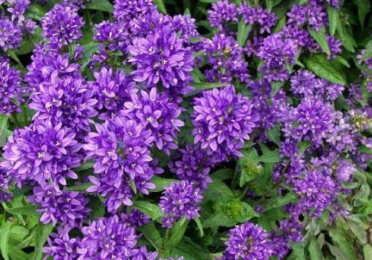 Колокольчик скученный синий/ Campanula glomerata - Зображення 8