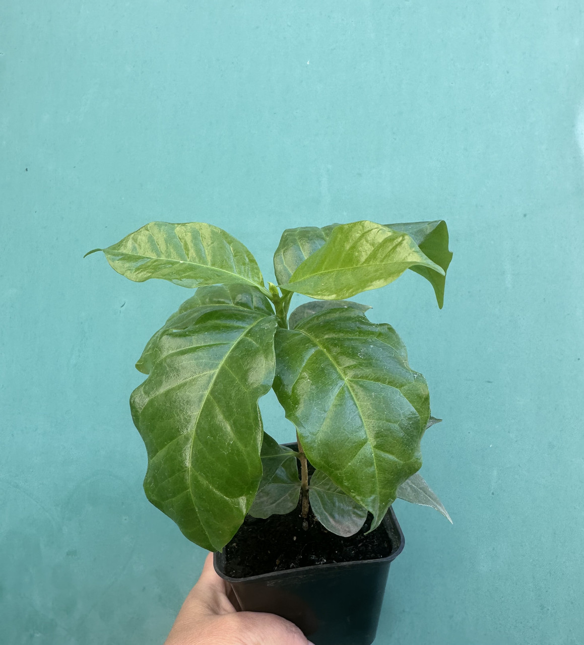Кава Арабіка/Coffea arabica (саджанець P9) - Зображення 3