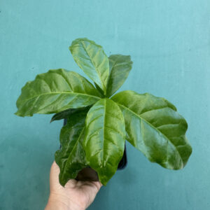 Кава Арабіка/Coffea arabica (саджанець P9)