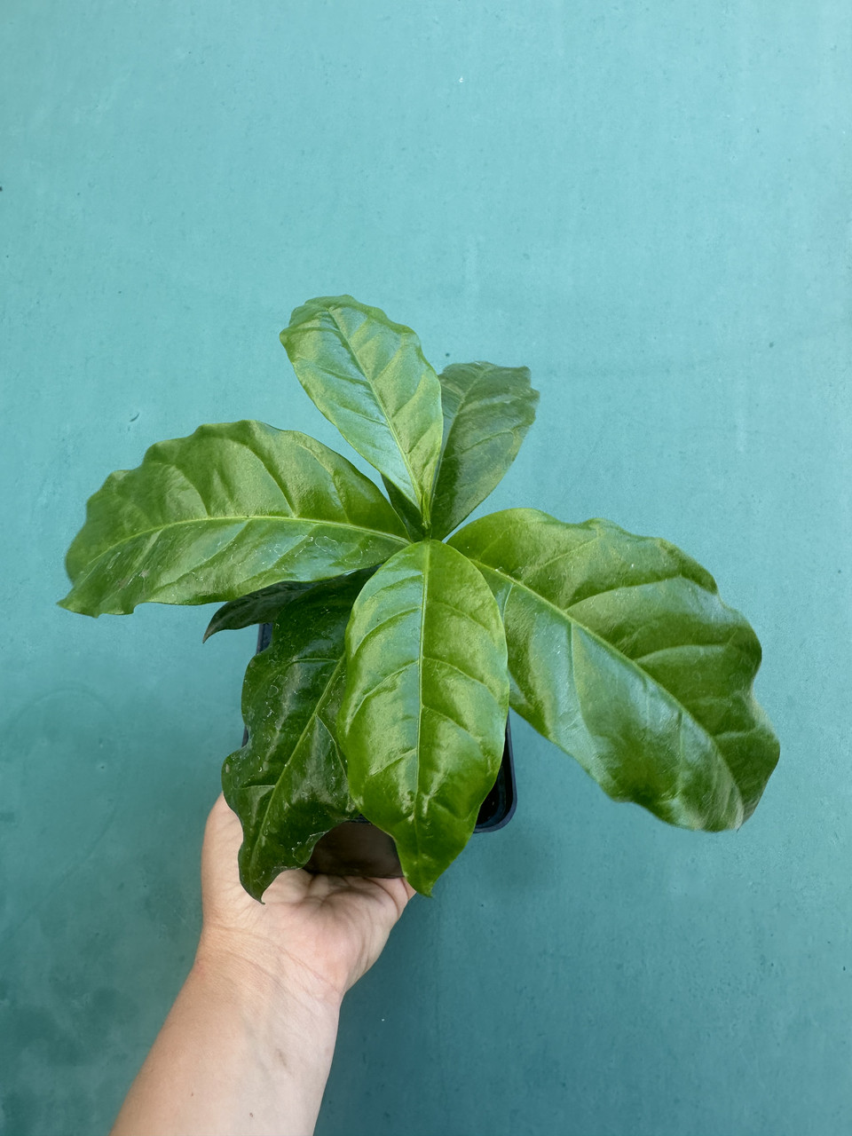 Кава Арабіка/Coffea arabica (саджанець P9)