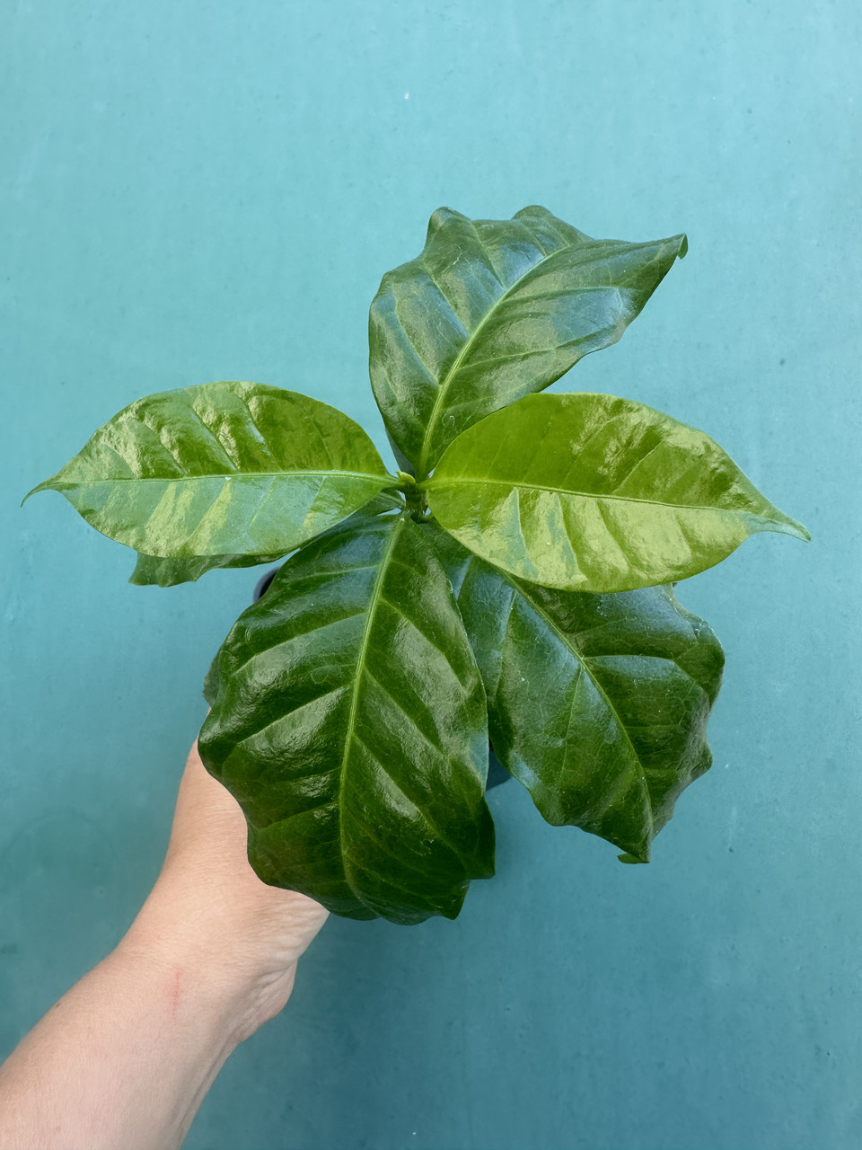 Кава Арабіка/Coffea arabica (саджанець P9) - Зображення 2