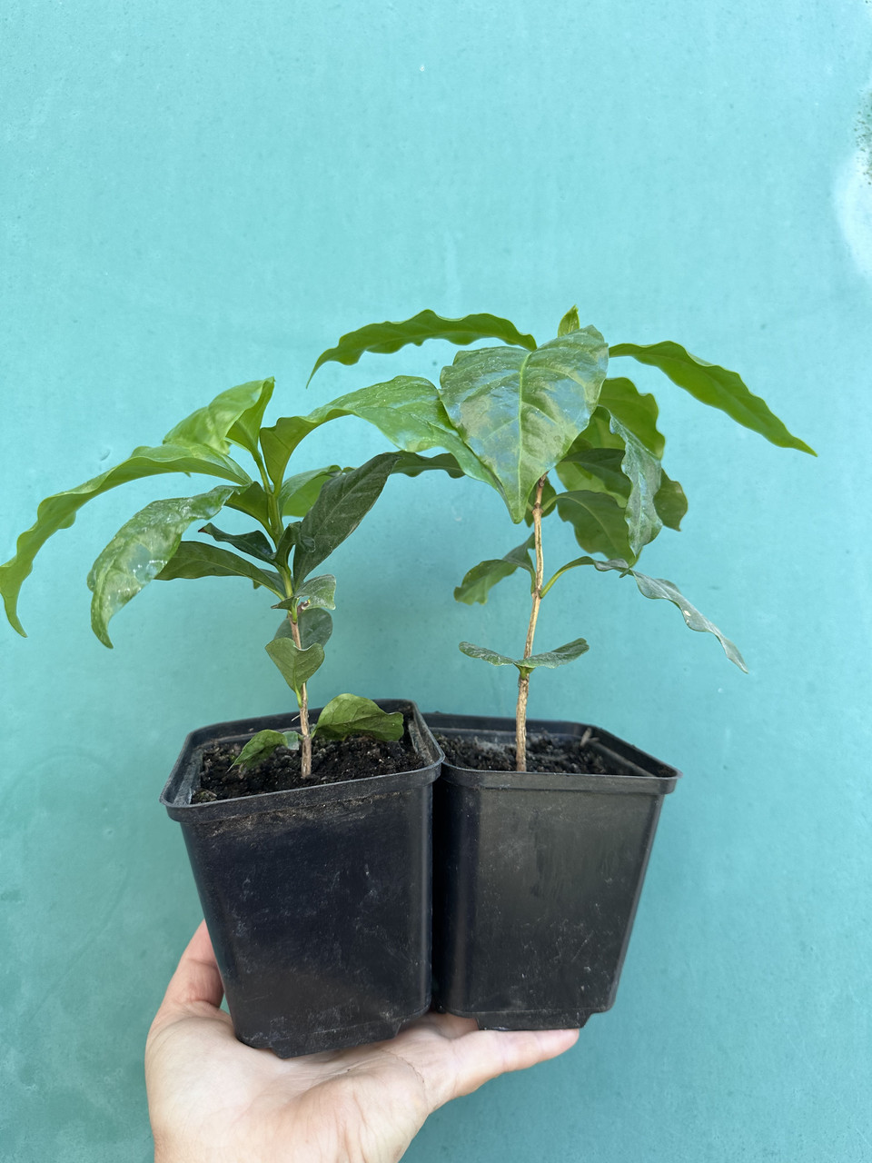 Кава Арабіка/Coffea arabica (саджанець P9) - Зображення 4