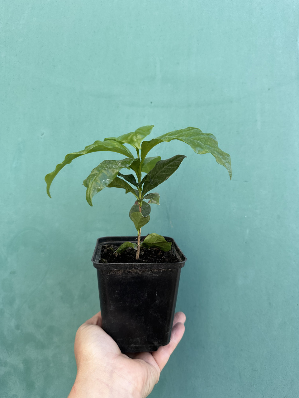 Кава Арабіка/Coffea arabica (саджанець P9) - Зображення 5