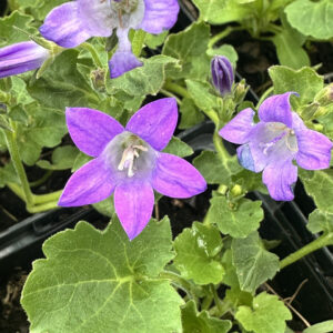 Дзвоник Портеншлага (Campanula portenschlagiana